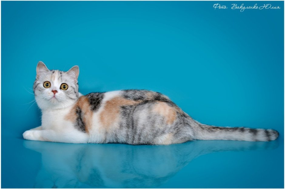 Скоттиш страйт прямоухий пятнистый