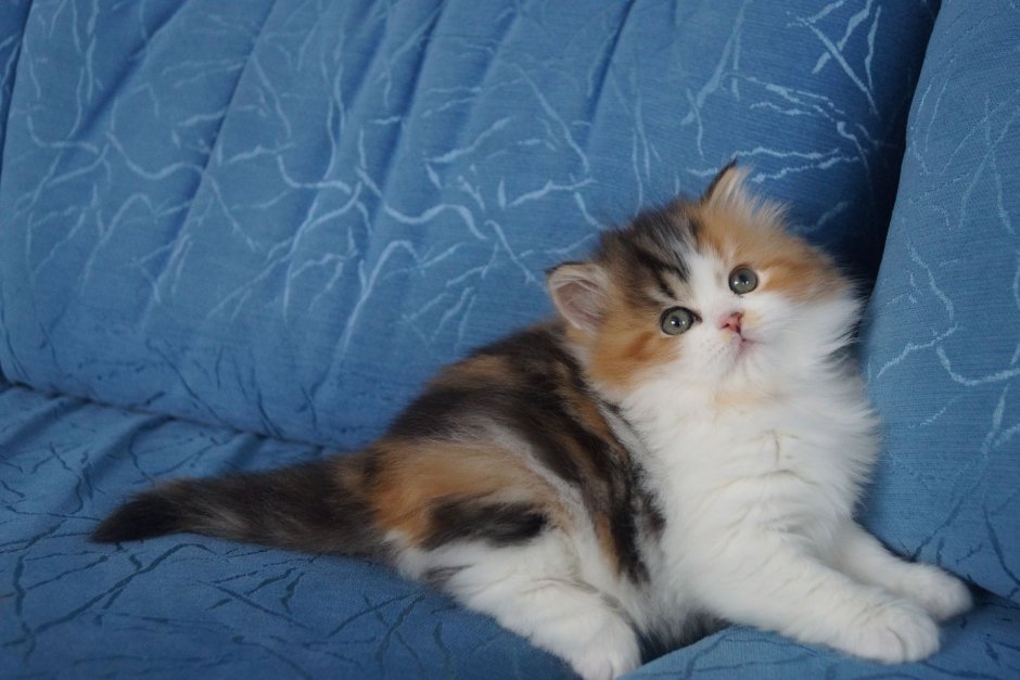 Хайленд страйт черепаховый