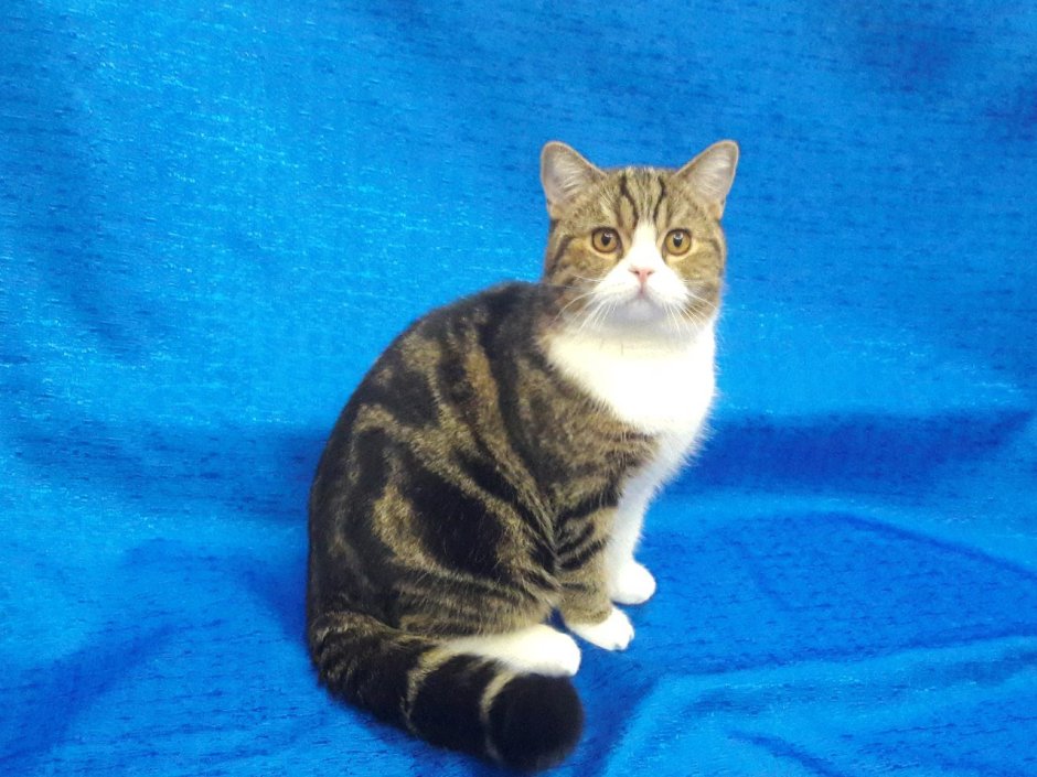 Шотландская кошка прямоухая трехцветная