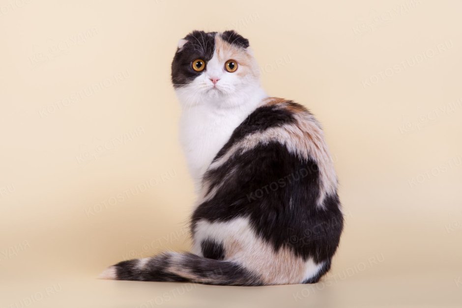 Шотландская вислоухая Арлекин