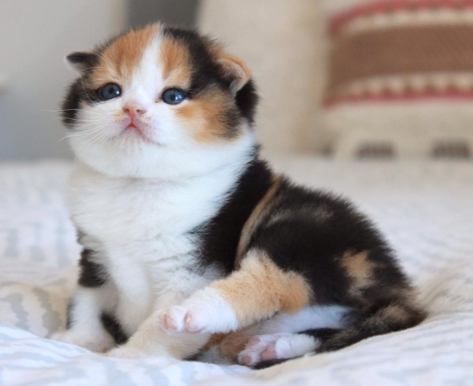 Шотландская вислоухая трехшерстная кошка