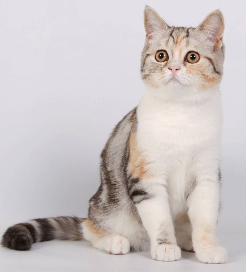 Шотландская короткошёрстная кошка страйт