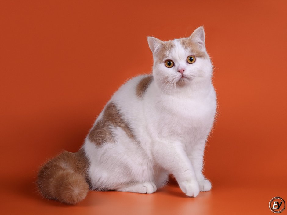 Шотландская короткошёрстная кошка