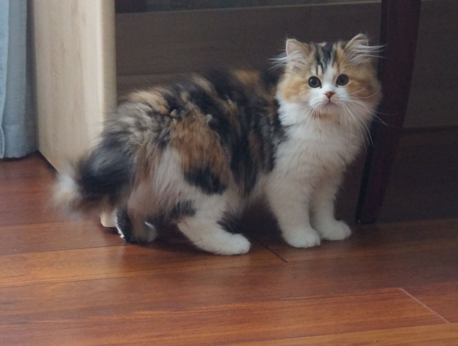 Шотландская кошка прямоухая трехцветная