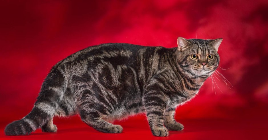 Британский мраморный табби