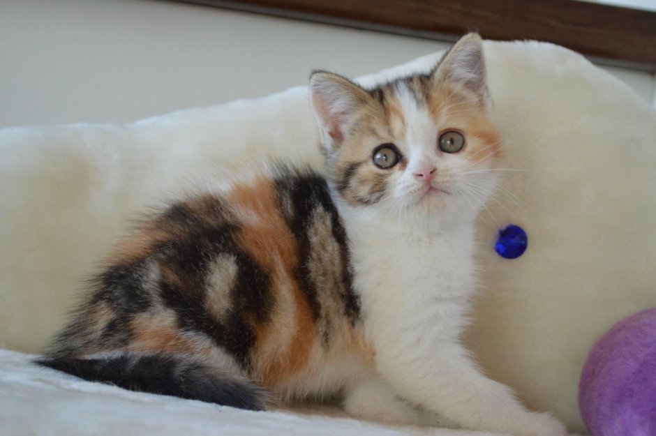 Скоттиш страйт трехцветная