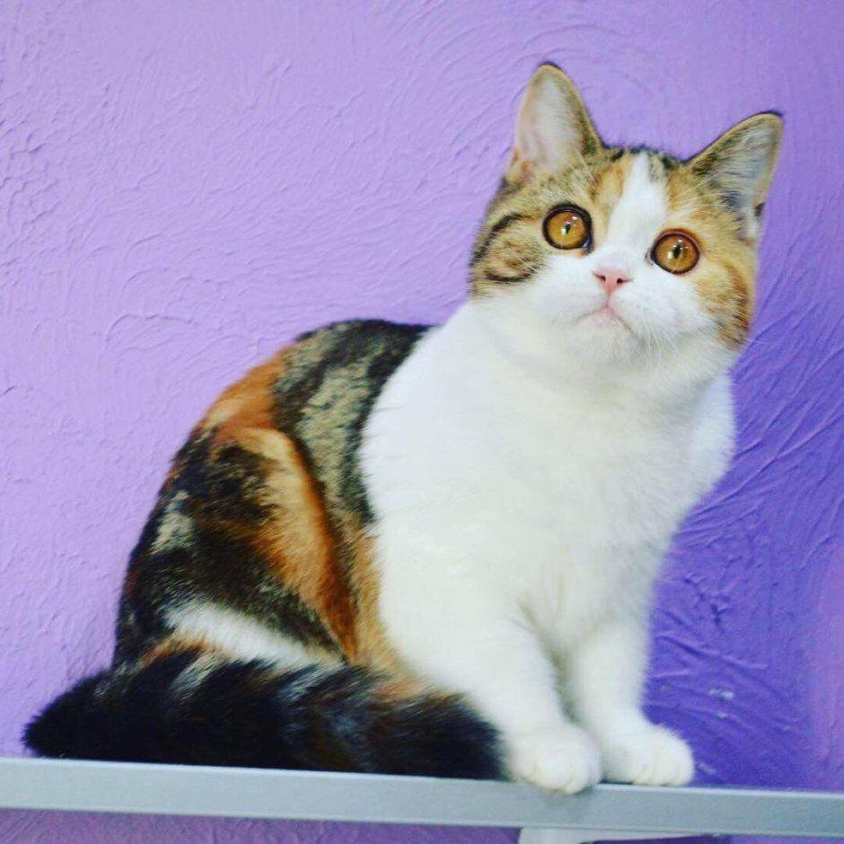 Скоттиш страйт трехцветная кошка