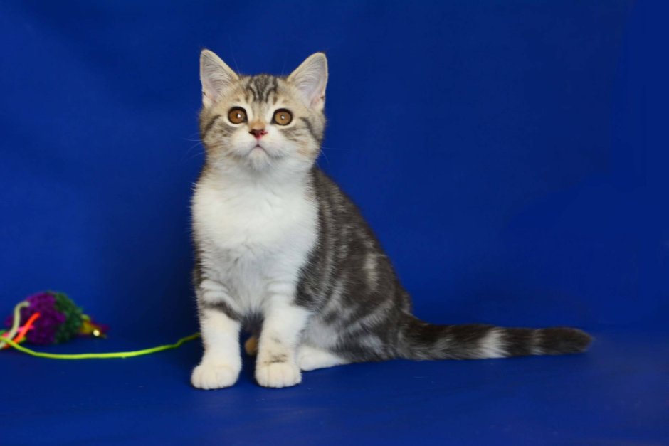 Манчкин скоттиш страйт