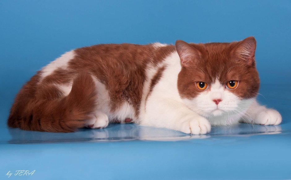 Британский кот циннамон биколор