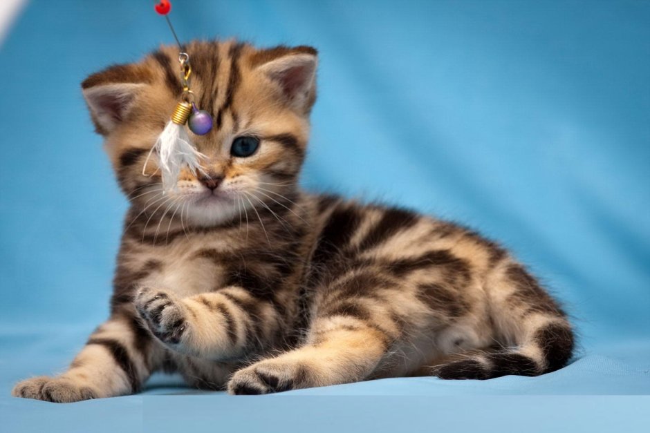 Золотой мраморный британец вислоухий