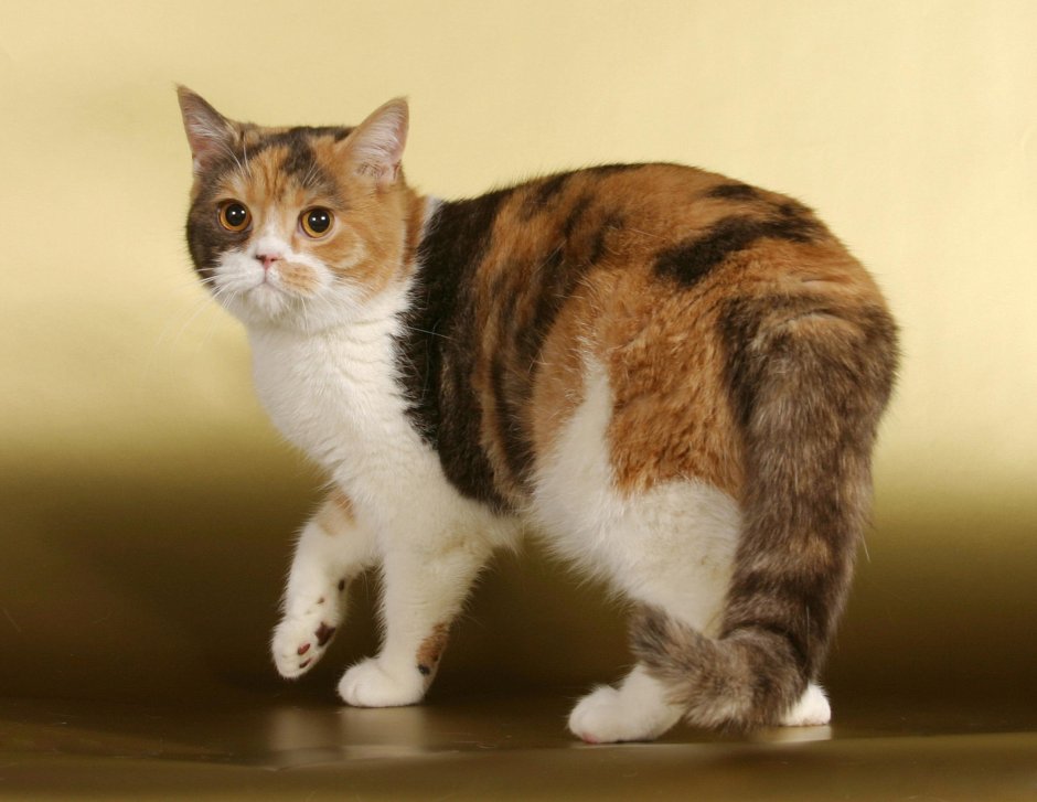 Британская трехшерстная кошка