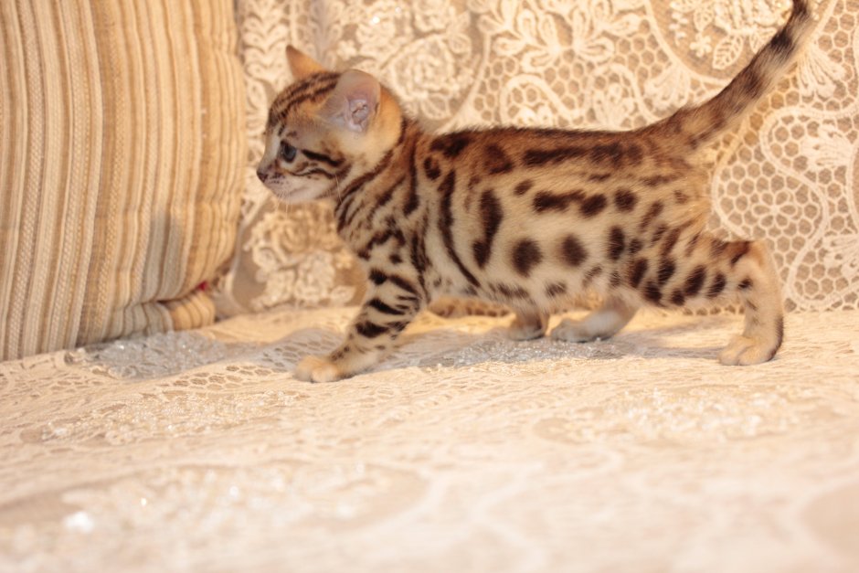 Бенгальский вислоухий кот