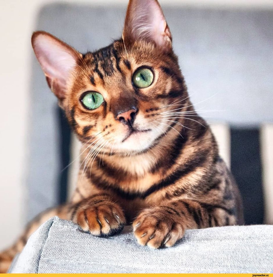 Бенгальская кошка