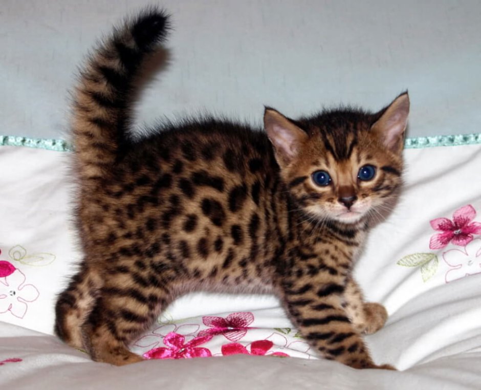 Бенгальские котята