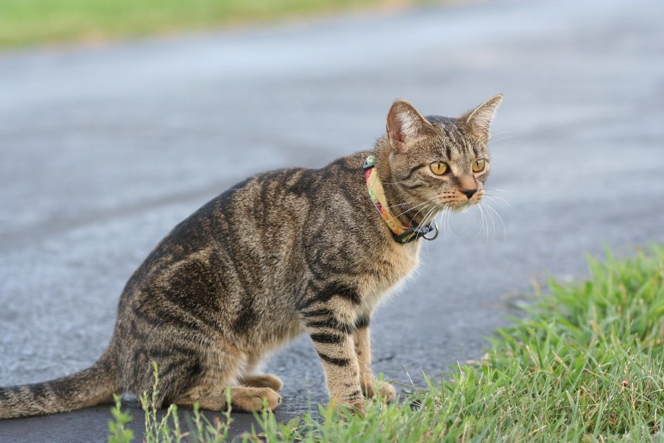Yard Cat