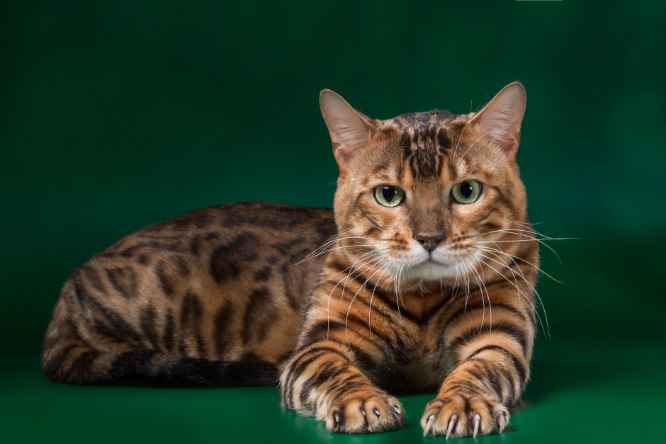 Бельгийская Бенгальская кошка