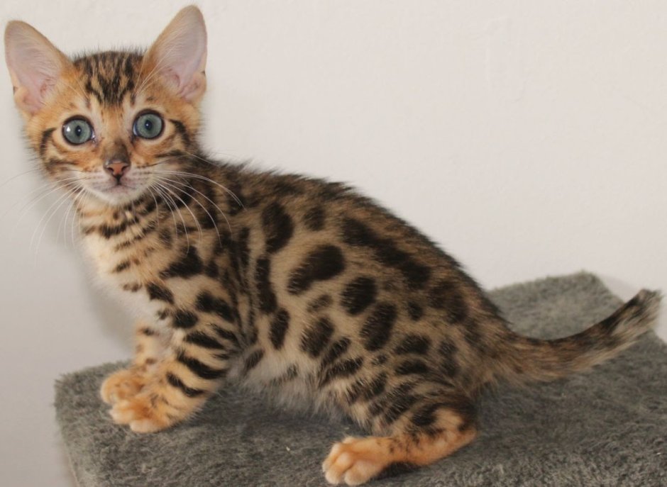 Бенгальская кошка котенок