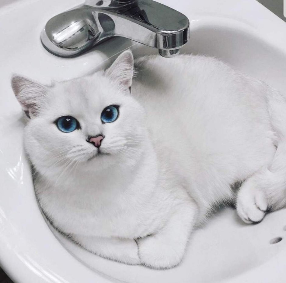 Коби кот