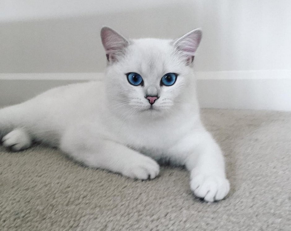 Котята Шотландские вислоухие голубые глазки