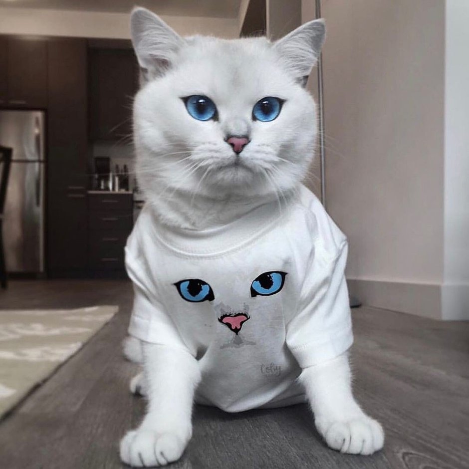 Шотландская прямоухая кошка белая