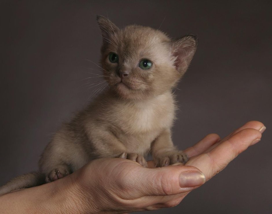 Бурманская кошка котята