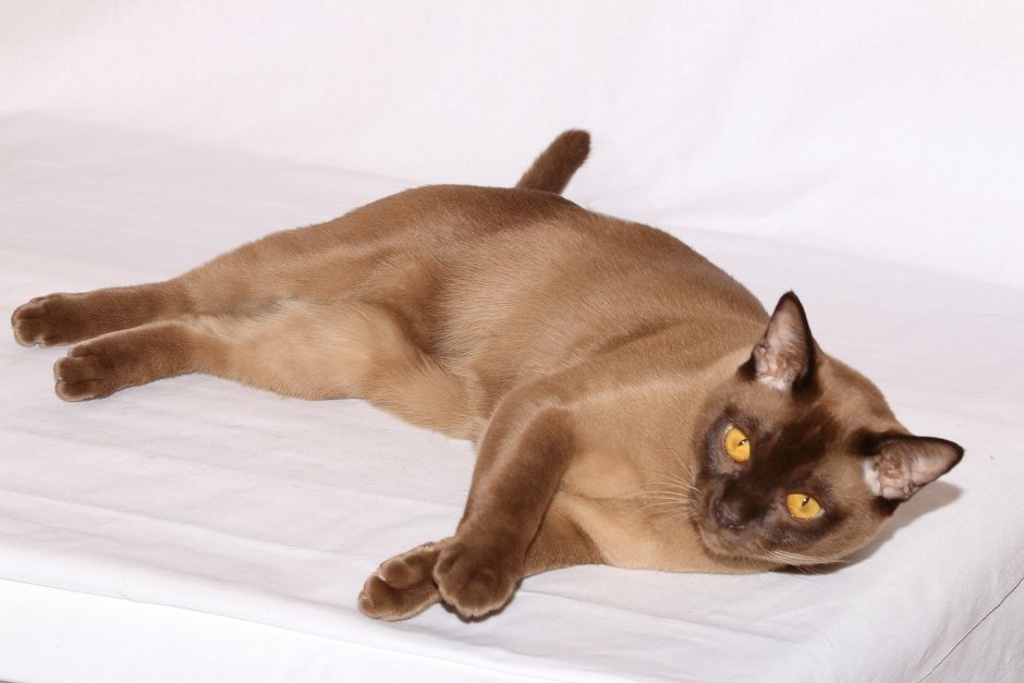 Кот американский Бурма