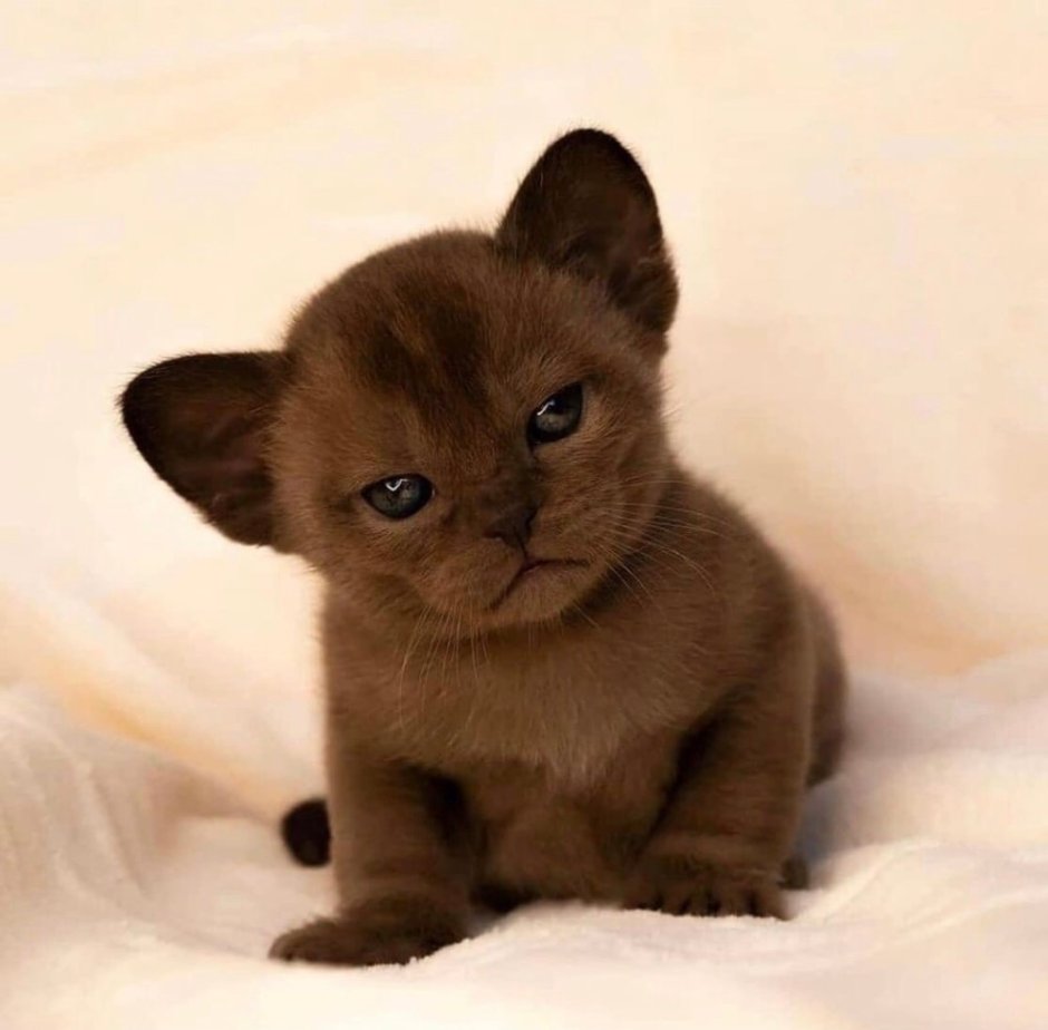 Бурманская кошка котята