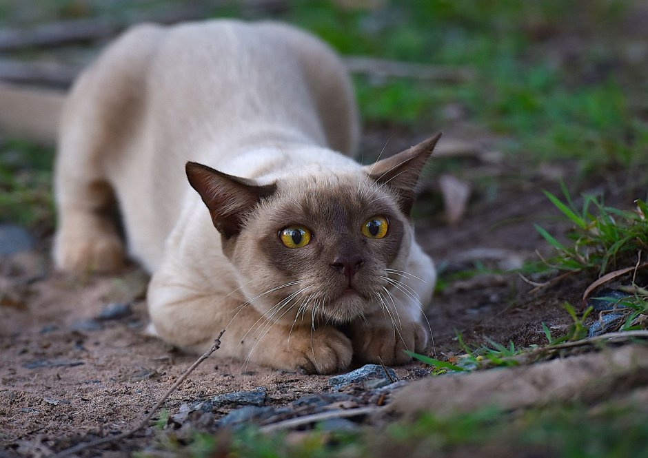 Кошка Бурма белая