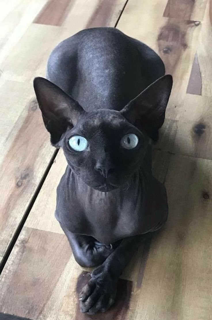 Кошка велюровая