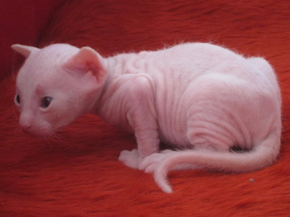 Мягкий кот балерина