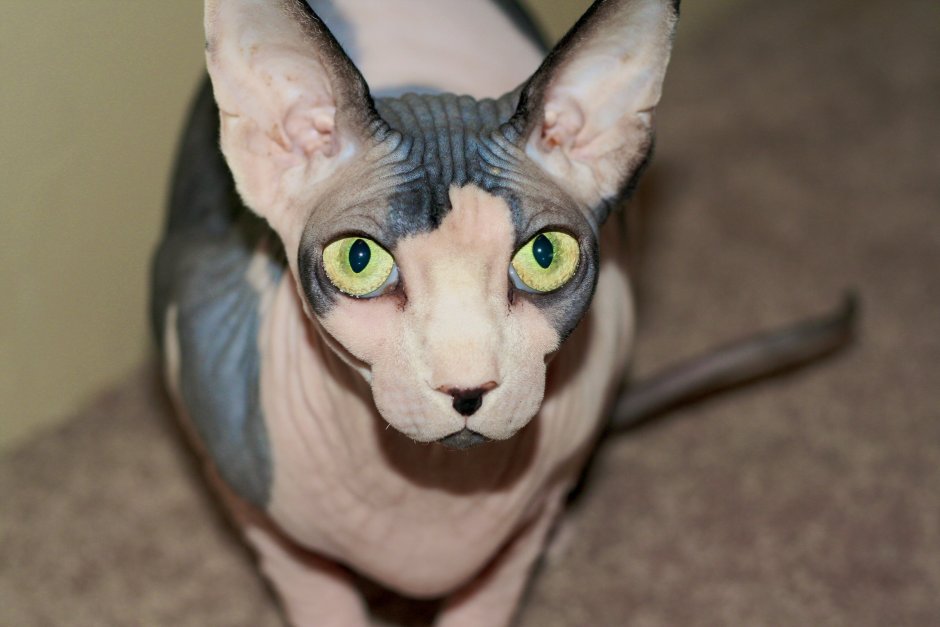 Смешные лысые коты