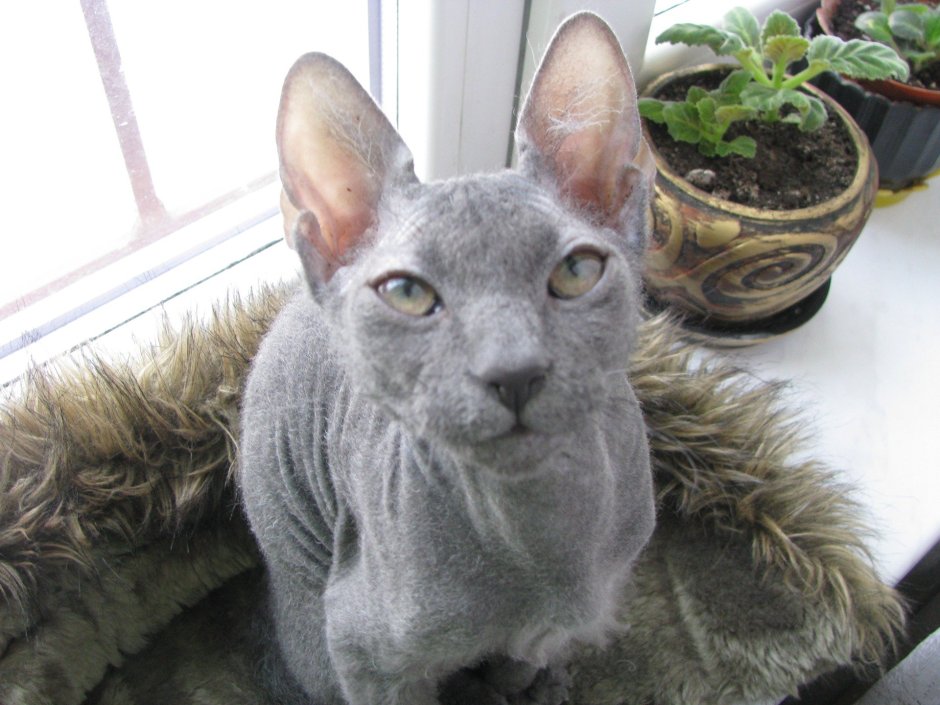 Кот в шапке ушанке