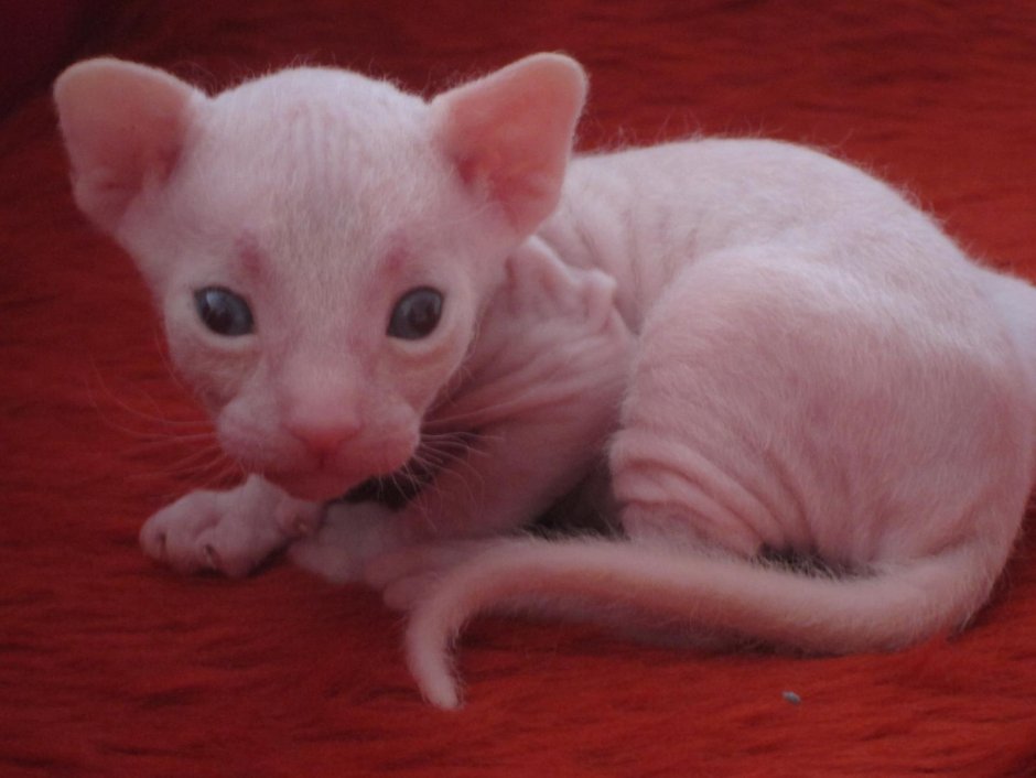Эстетика кошек