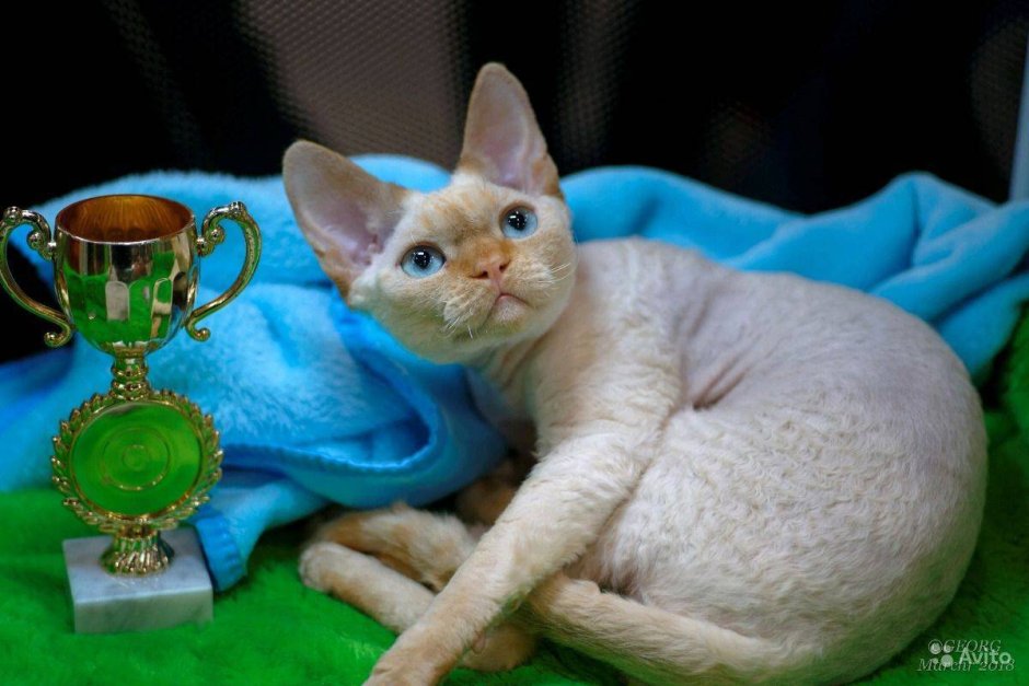 Велюр котенок