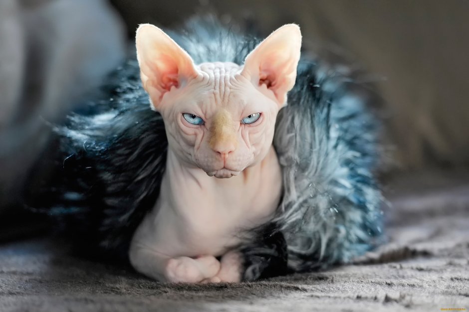 Стрижка котов