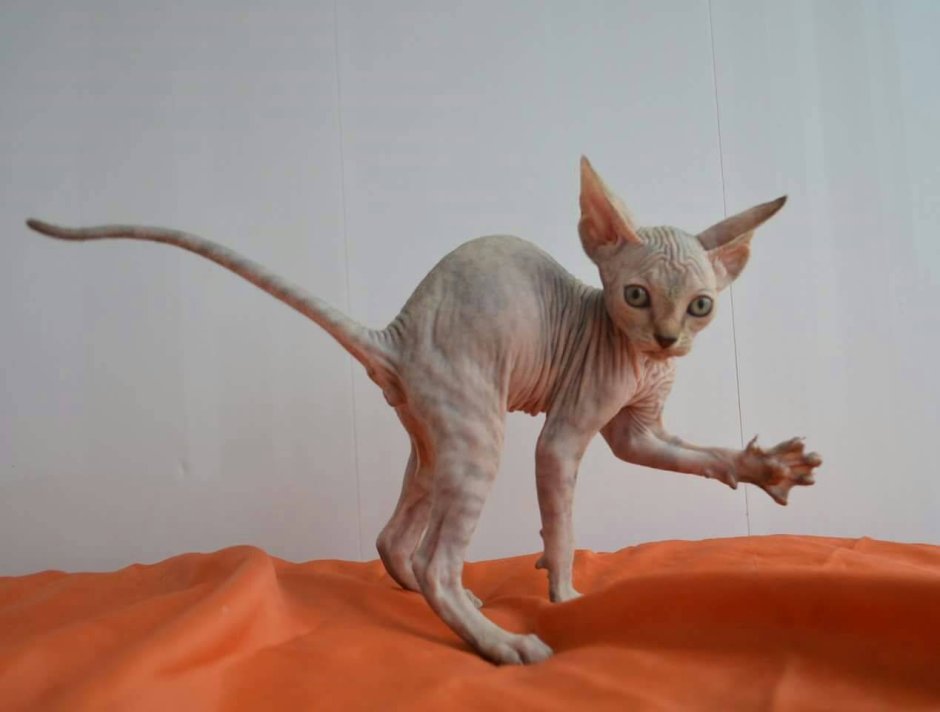 Худая кошка