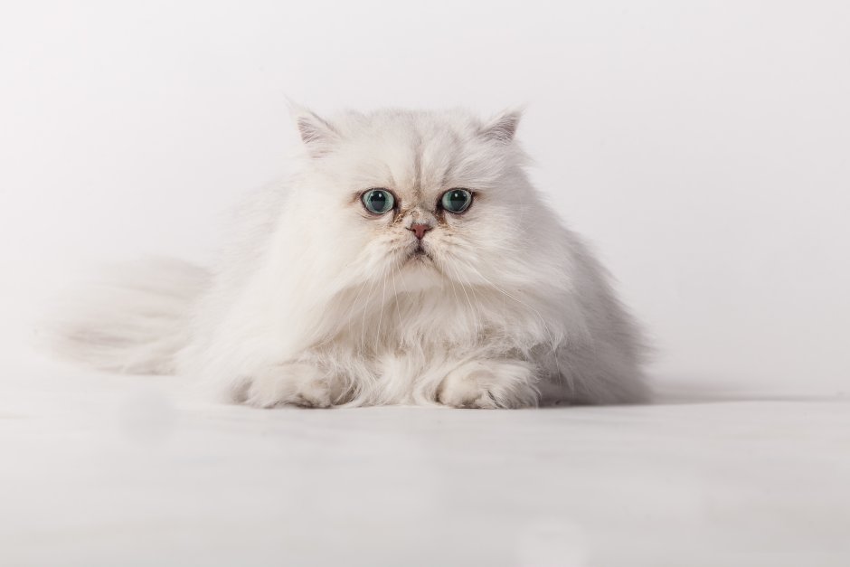 Сибирско Персидская кошка