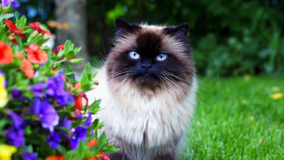 Гималайская кошка