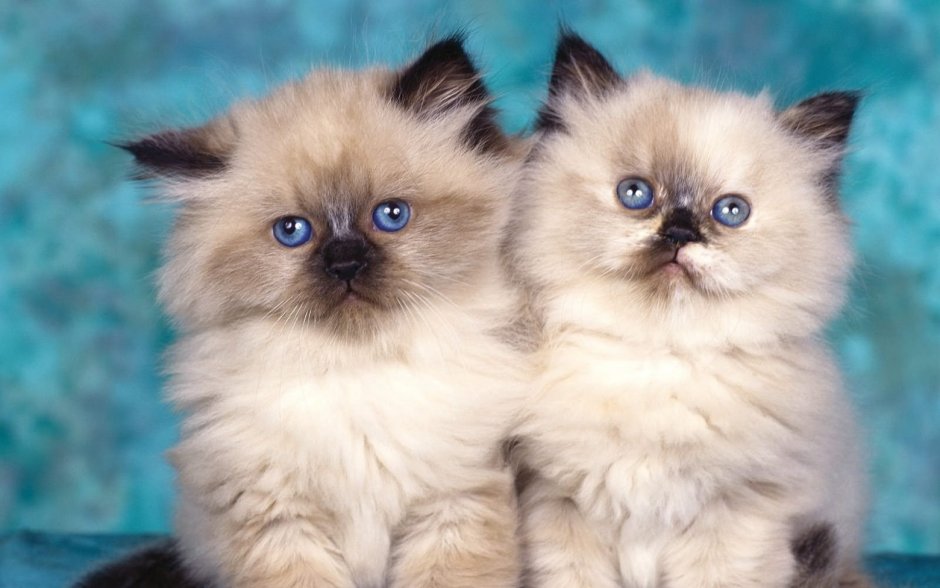 Гималайская кошка котенок