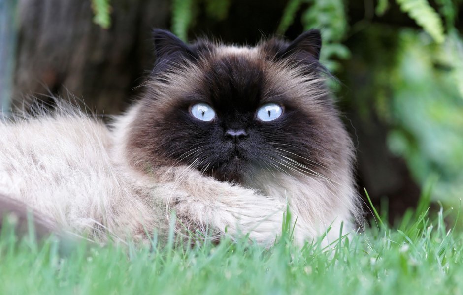 Гималайская кошка котенок