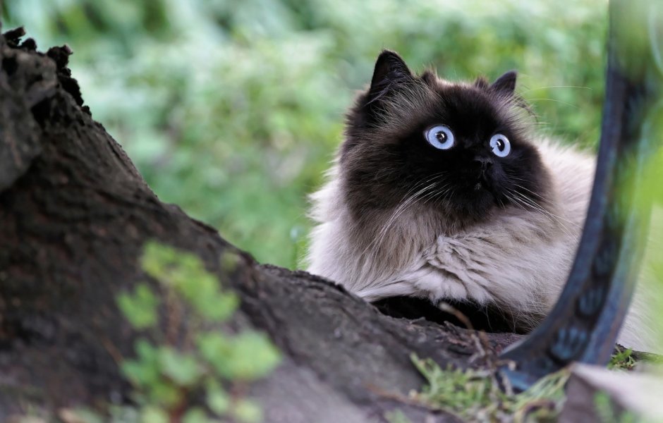 Гималайская кошка черная