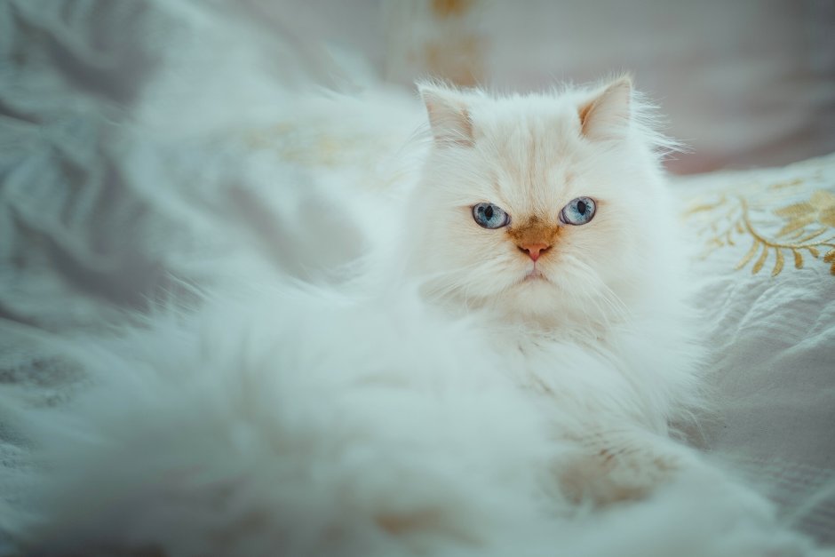 Персидская кошка белая