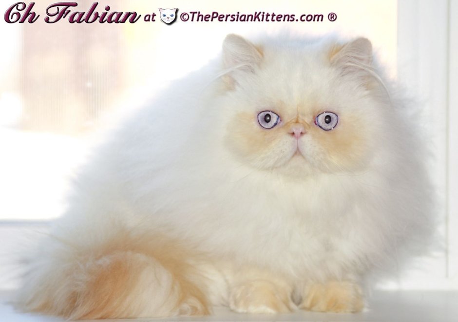 Гималайская кошка белая