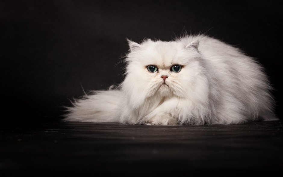 Сибирский персидский кот