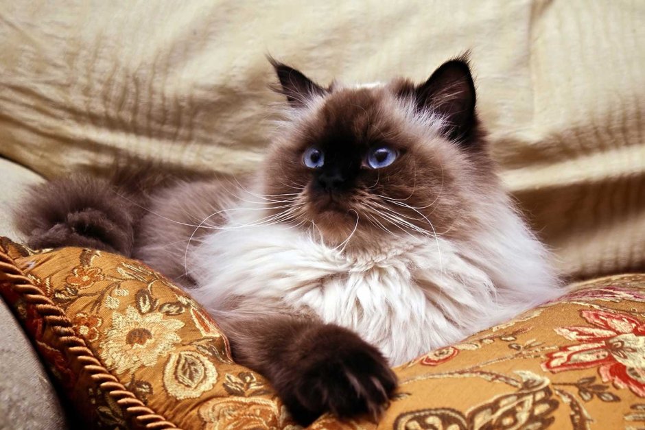 Сиамская кошка Рэгдолл