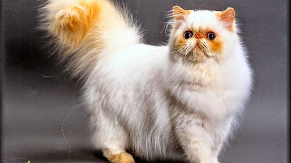 Гималайская кошка ред Пойнт