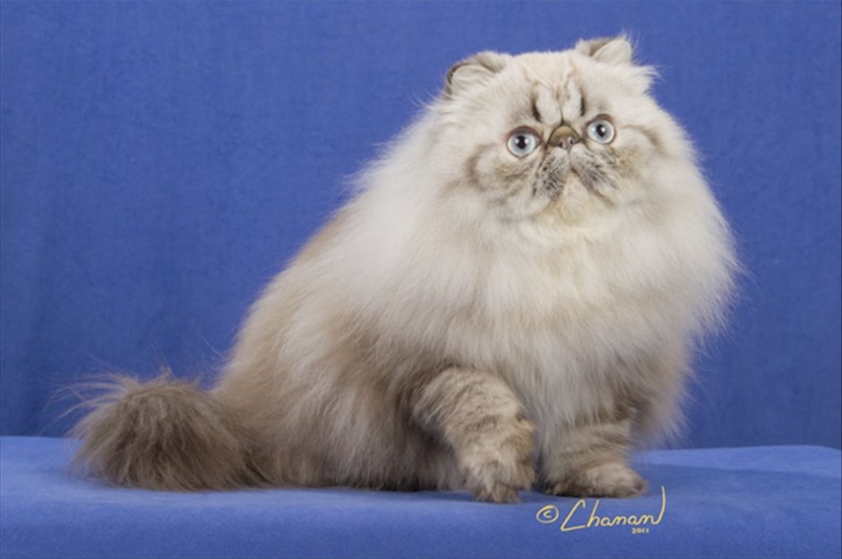 Персидская кошка