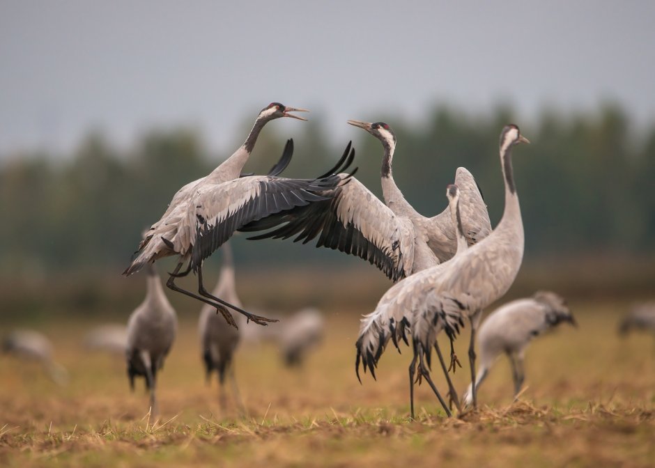 Восточный венценосный журавль Balearica regulorum