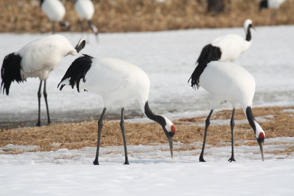 Savile's Bustard