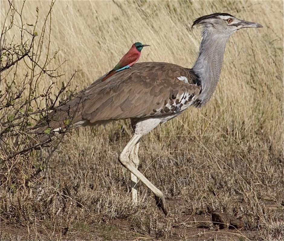 Balearica regulorum